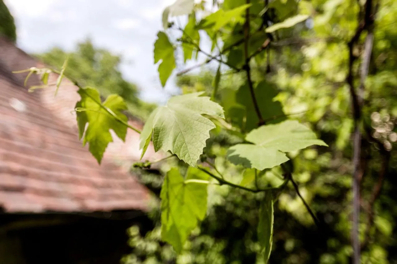 Gul Baba Saray Apartments Budapeşte